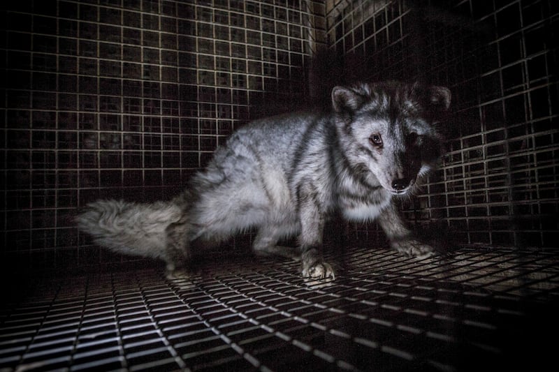 皮草行业是高污染产业,碳足迹也远高于其他纺织品。