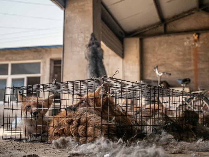 中国是全球最大的皮草市场,狐狸、水貂和貉子的取皮量都高居全球首位。